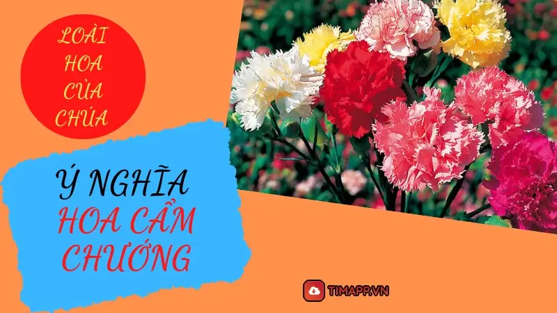 Khám phá ý nghĩa hoa cẩm chướng – Loài hoa của chúa trời